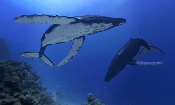 buckelwale im atlantik