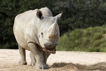 Fototapeta premium Rhinoceros