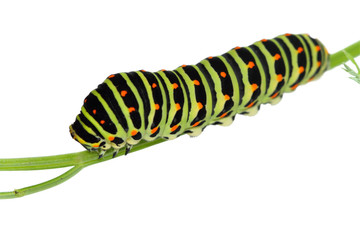 Fat caterpillar
