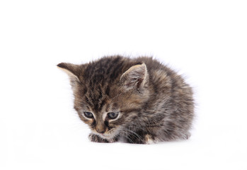 Cute kitten over white
