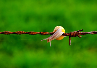 Obraz premium Snail on barbed wire
