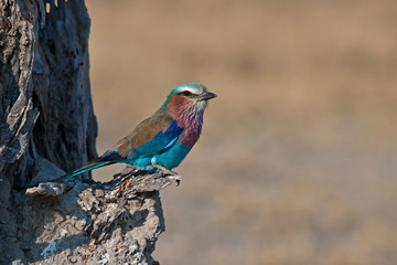 lilac-breasted rollers (Gabelracke)