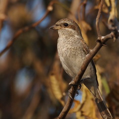 Red backed Shrike, lanius collurio