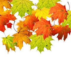 Maple leaves on white