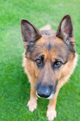 German Shepherd sitting on a green grass
