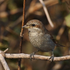 Red backed Shrike, lanius collurio