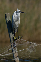 aigrette garzette