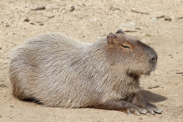 capybara