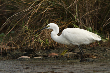 aigrette garzette