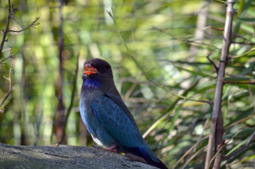 dollar bird