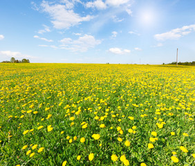 Fototapeta premium Yellow flowers field under blue cloudy sky