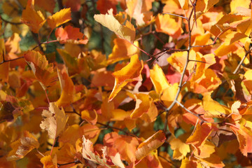 Autumn foliage