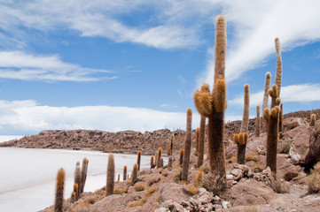 Desert vegetation on Incahuasi island in Salar de Uyuni, Bolivia
