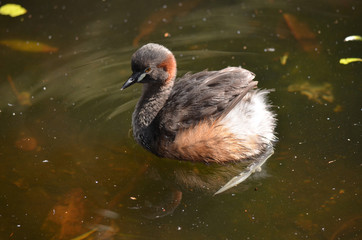 grebe