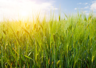 field of green rye and sunset