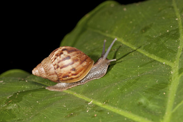 snail