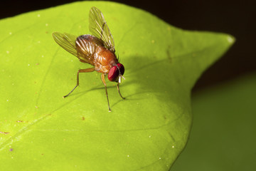 fly