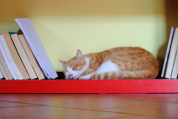 orange cat sleeping over a red bookcase