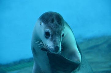 Fototapeta premium seal