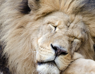Löwe schlafend liegend