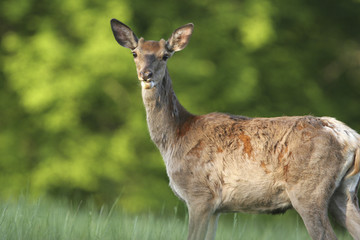 deer