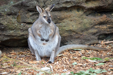 pretty faced wallaby
