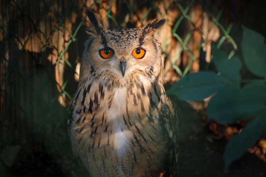 Bengal Eagle Owl