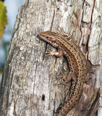 Wildlife Mooreidechse