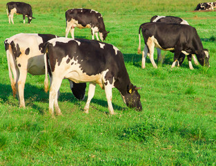 Village Animals Cows