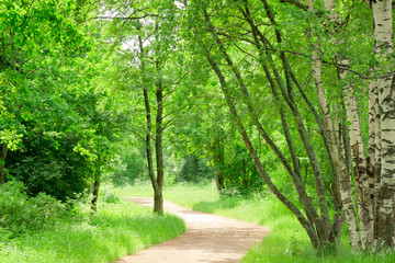 Natural Background Woods Landscape Way to Go