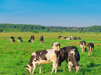 View On a meadow Grazing