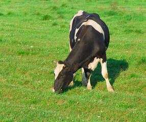 Cows Grazing View