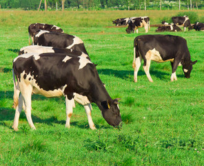 Grazing Cows Producing Milk