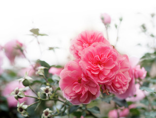 Wild pink roses