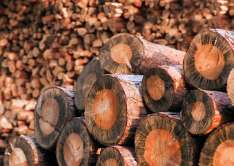 Pile of firewood