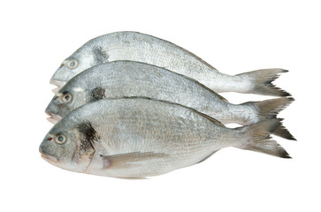 Fresh dorado fish isolated on white background