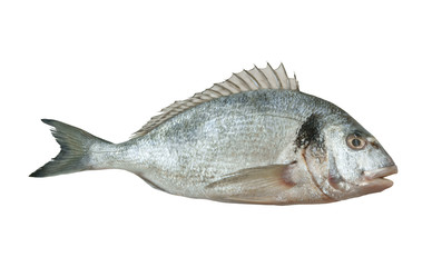 Fototapeta premium Fresh dorado fish isolated on white background