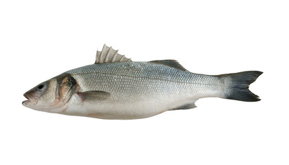 Fresh seabass fish isolated on white background