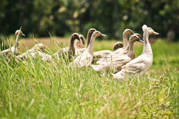group of ducks playing in rice paddy field