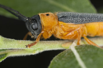 Eyed longhorn beetle (Oberea oculata) macro photo