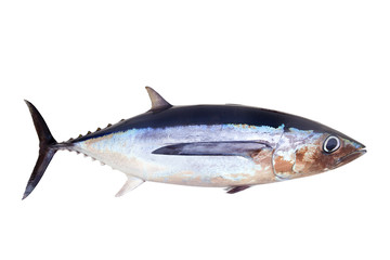 Albacore tuna fish Thunnus Alalunga © lunamarina