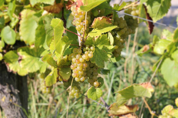 Weintrauben an der Mosel, Deutschland