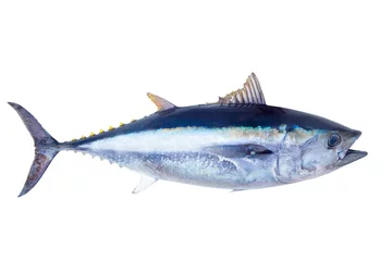 Foto auf Acrylglas Angeln Blauflossen-Thunfisch Thunnus thynnus Salzwasserfisch
