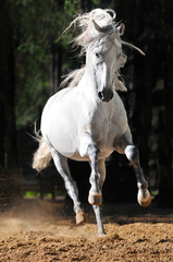 Naklejka na ściany i meble Biały koń biegnie galopem w piasku