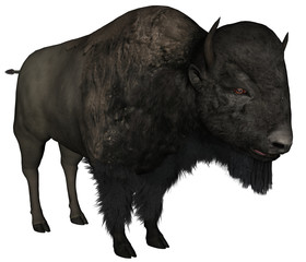 Bison