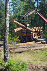 Loading felled trees in the timber crane.