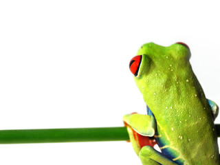 Rotaugenlaubfrosch 94, Agalychnis callidryas
