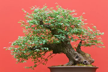Deurstickers Bonsai bonsai - Zelkova boom