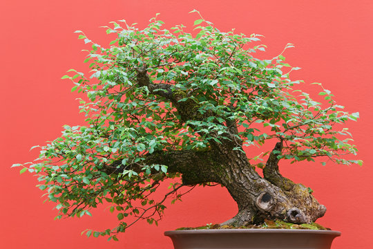 bonsai - Zelkova tree