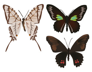 set with three isolated butterflies